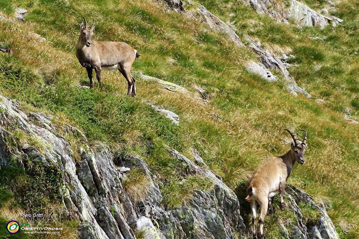 85 Gli stambecchi ci osservano.JPG